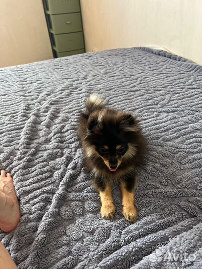 Померанский шпиц