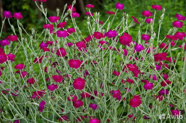 Многолетние цветы для сада