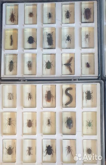 Настоящие насекомые и их знакомые