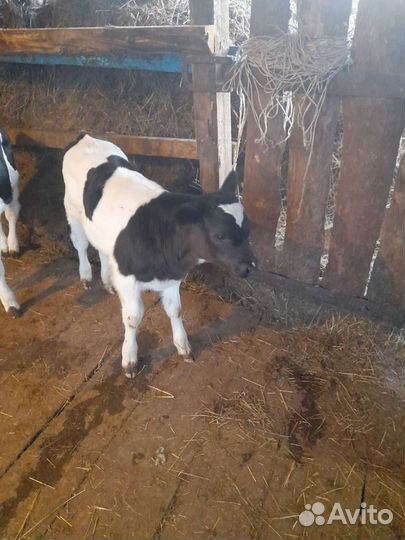 Телята бычки