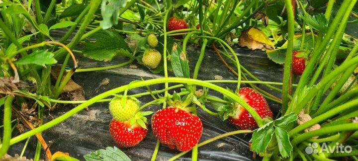 Рассада клубники земляники садовой ремонтантная