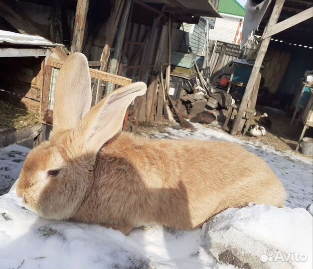 Кролики породистые,вес взрослого кролика от 7 до 1