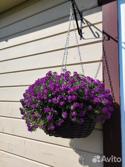 Алисум Stream Lavender и Snow Princess