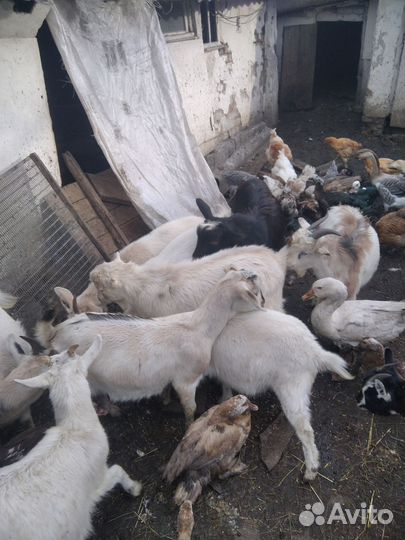 Козы, козлята