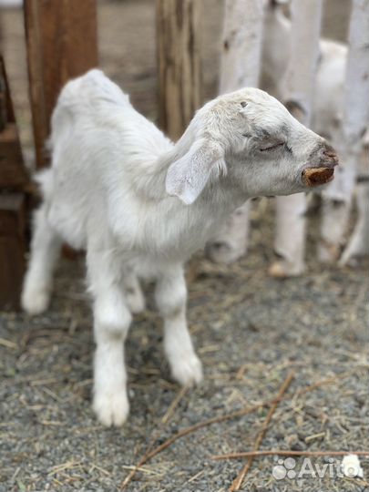 Козы и козлята