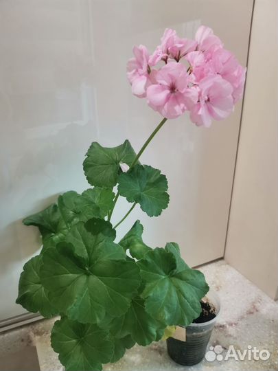 Пеларгония герань