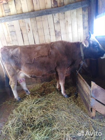 Корова дойная