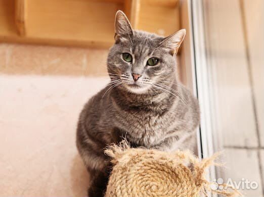 Аристократичная кошечка Мишель в добрые руки