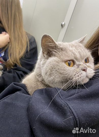 Найдена кошка