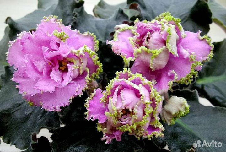 Детки сортовых фиалок