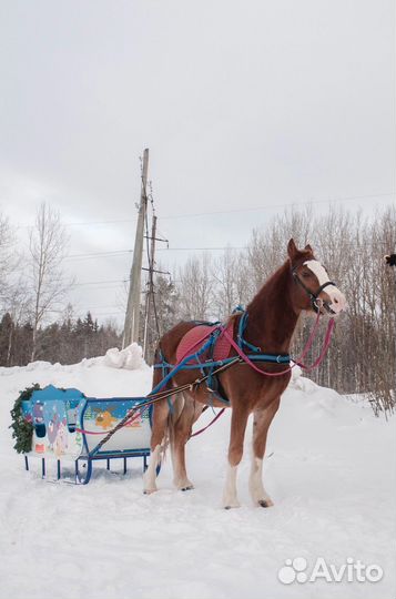 Упряжь для пони/клеппера