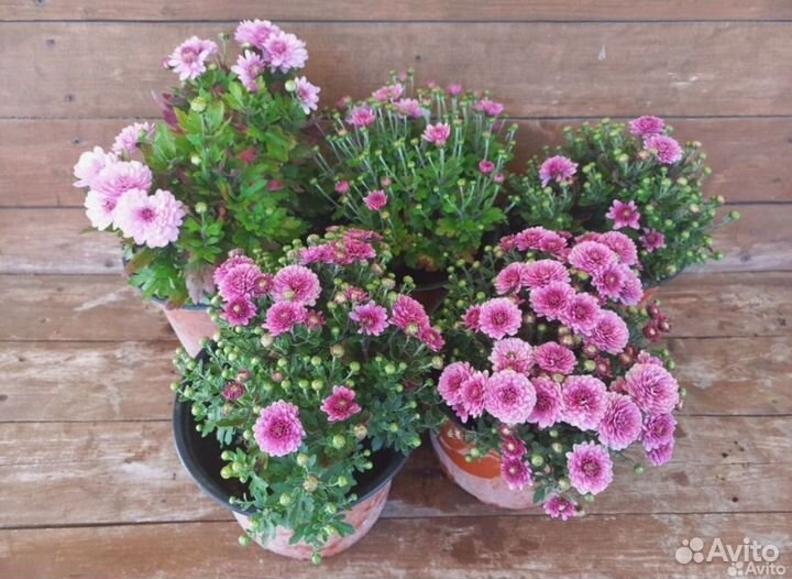 Хризантема шаровидная