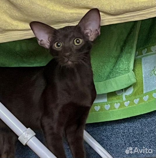 Ориентальные котята