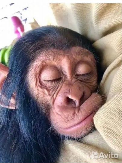 Фото бибизян