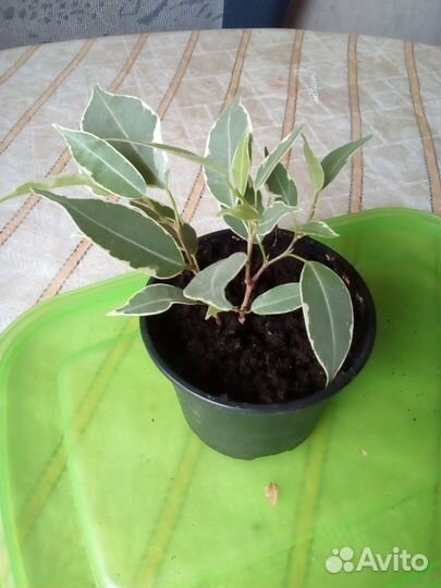 Фикус Бенджамина