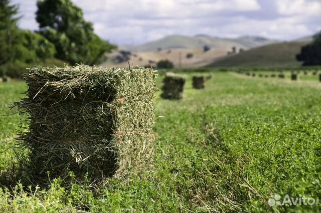 Сено в тюках по 20 кг зеленое, Солома