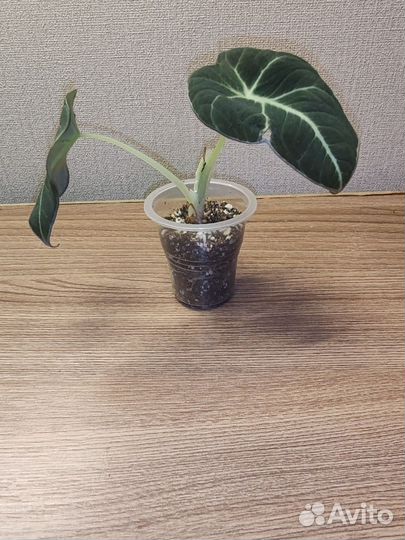 Алоказии Мишольца, Блек вельвет