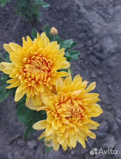 Хризантема