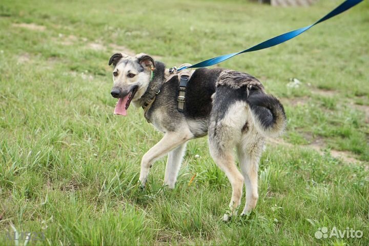 Чудо-щенок мечтает о хозяине