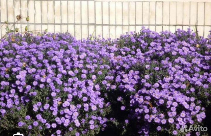 Хризантемы, сентябринки