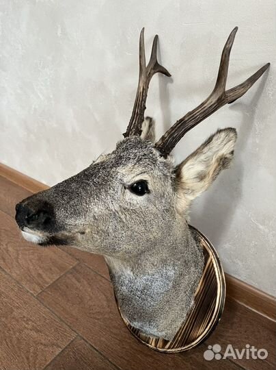 Чучело головы косули