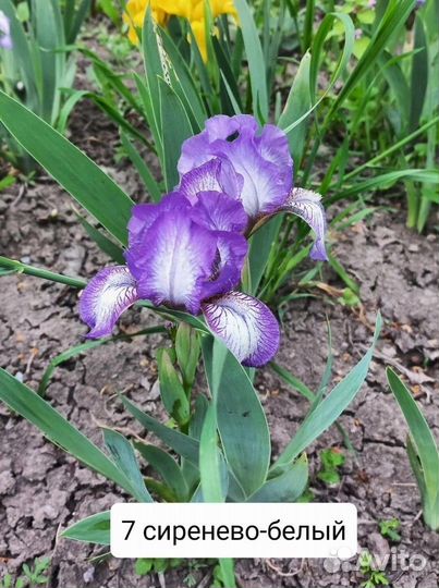 Ирисы бородатые