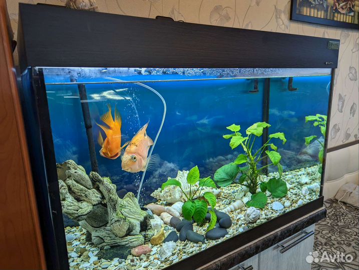 Аквариум