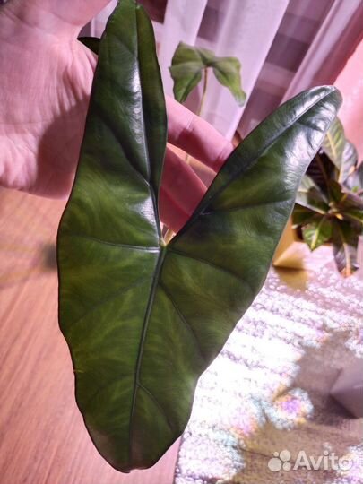 Алоказия Синуата, Принцепс (бульбы)