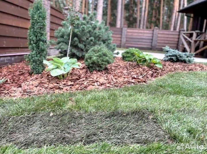 Рулонный газон