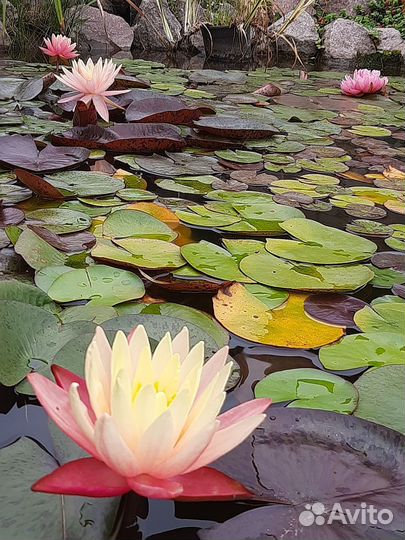 Нимфеи для пруда