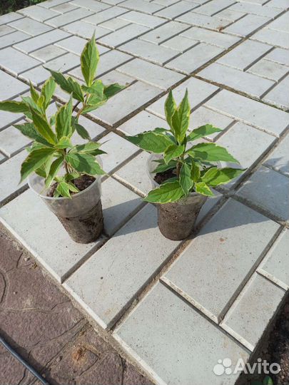 Вейгела вариегатная