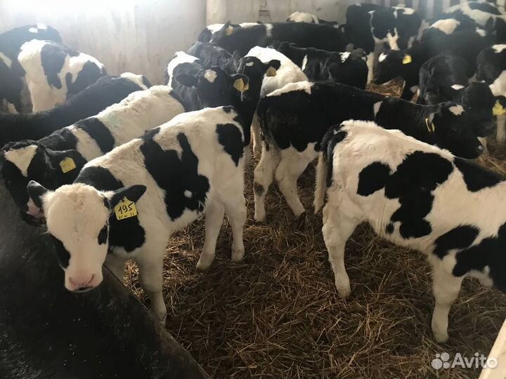 Бычки и телята