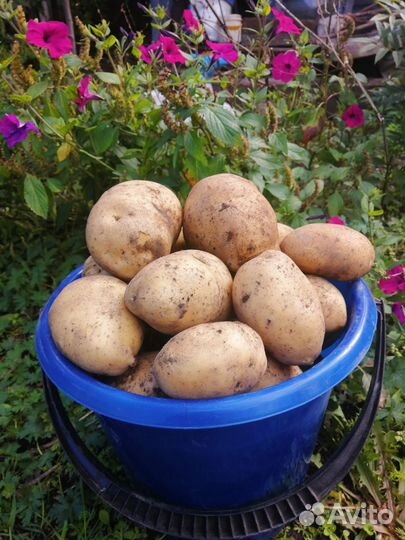 Картофель с доставкой