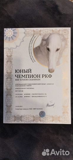 Амер.Стаффордширский терьер. Кобель на вязку