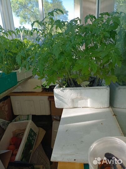 Рассада томатов, сладкого перцев