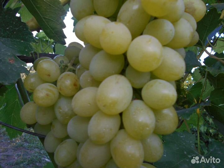 Саженцы винограда