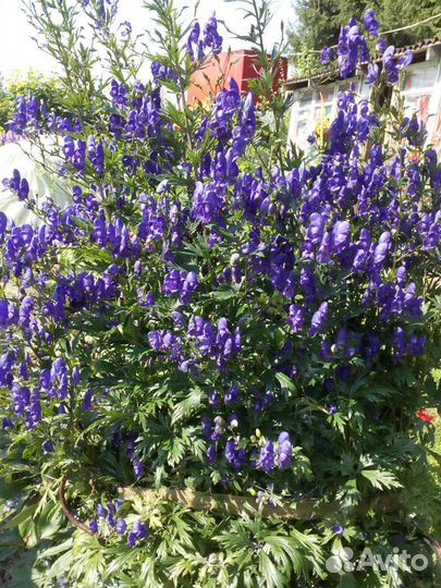 Многолетники, золотой корень,спирея