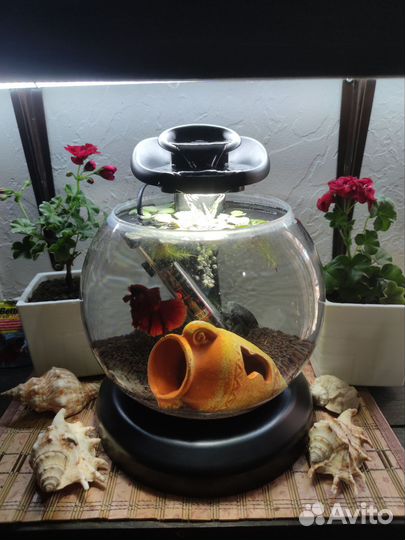 Петушок, аквариум, аквариумный комплекс