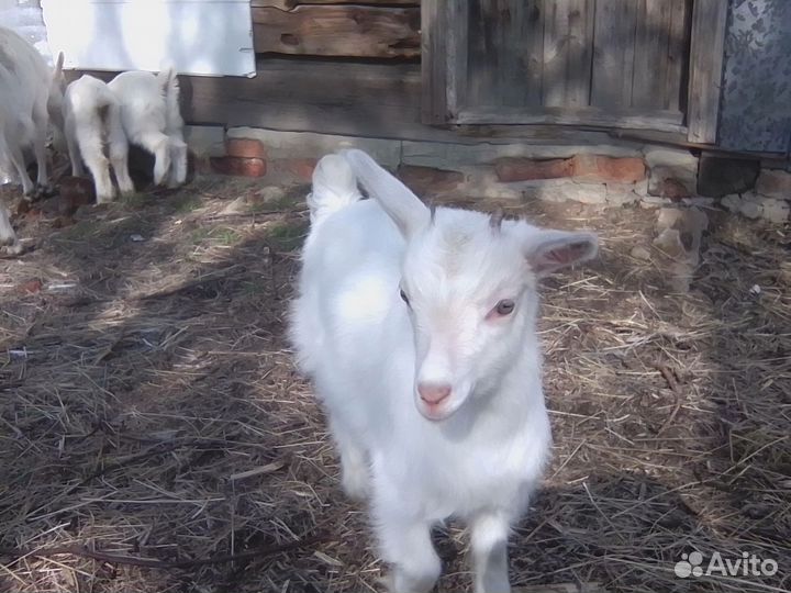 Козлик и козочка Ламанча, козлята