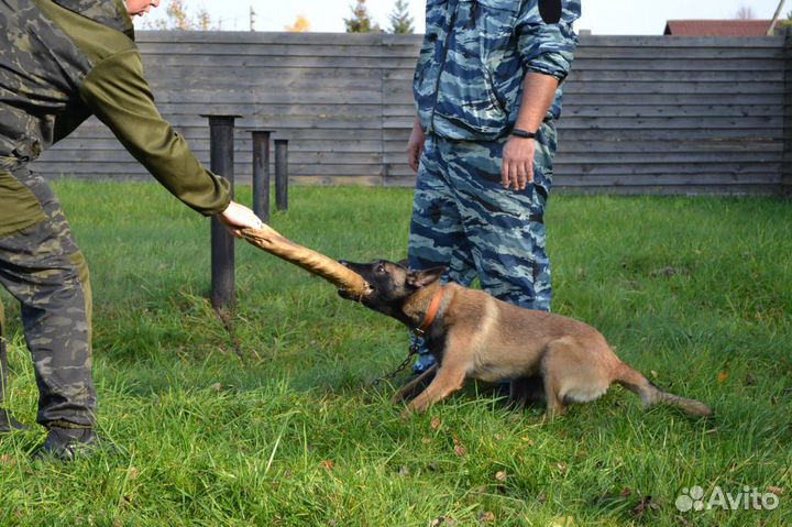 Дрессировка собак, кинолог