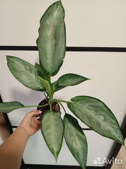 Сортовые аглаонемы 1