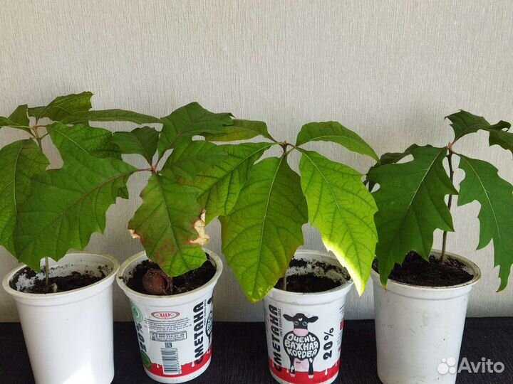 Дуб красный саженцы