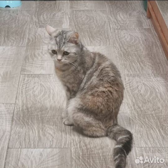 Одам бесплатно в добрые руки