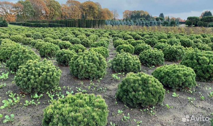 Сосна горная