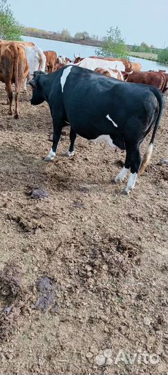 Карова стильный