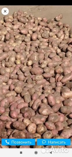 Продам картофель с доставкой