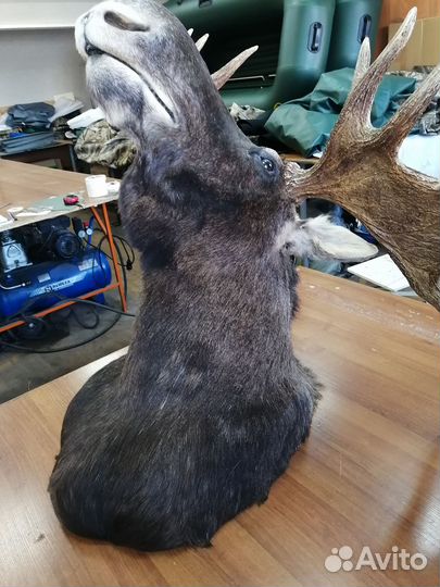 Чучело головы лося С рогами