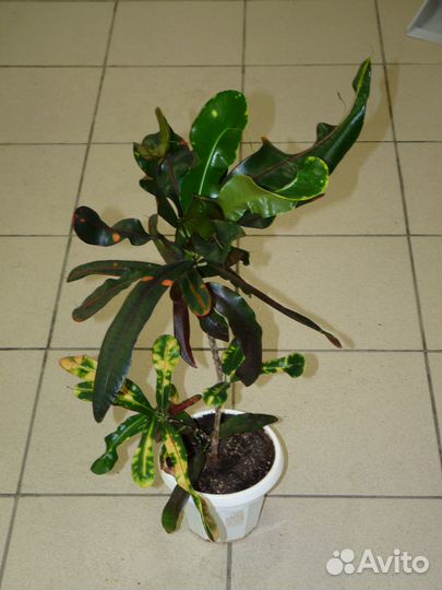 Кротоны сортовые