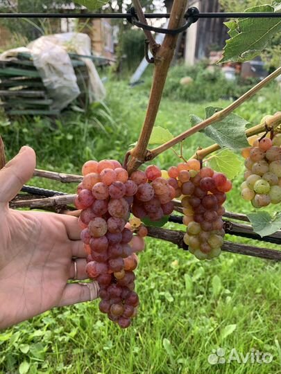 Саженцы и черенки винограда