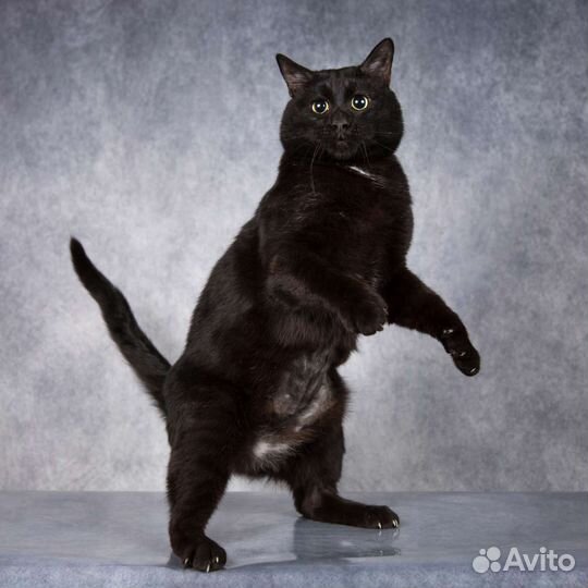 Ласковый котик Пантелей